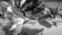 Tugs on a Thread (still) 