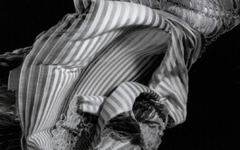 Peacock Shadow never Black (still) 