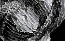 Peacock Shadow never Black (still) 